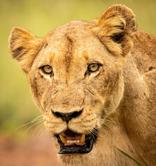 Lioness