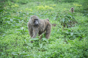 Baboon in thickets. National nature park