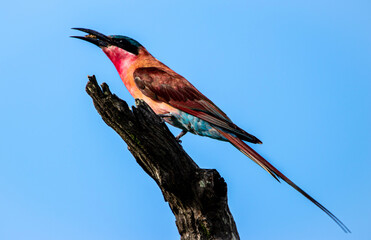 Southern Carmine bee-eater