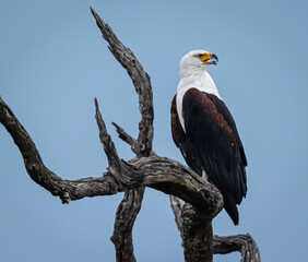 African fish Eagle