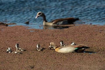 Fototapeta premium Ouette d'Égypte,. Alopochen aegyptiaca, Egyptian Goose, Parc national Kruger, Afrique du Sud