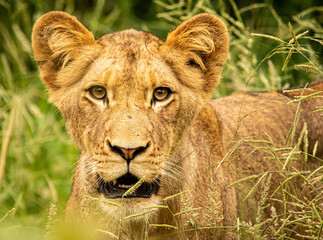 african lion cub