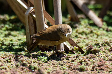 Rousserolle turdoïde,.Acrocephalus arundinaceus, Great Reed Warbler