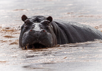 hippopotamus in the water