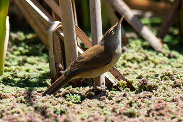 Rousserolle turdoïde,.Acrocephalus arundinaceus, Great Reed Warbler