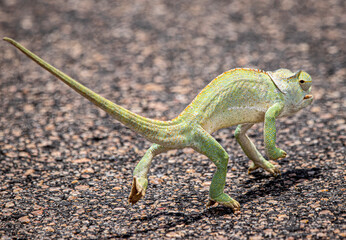 Flap necked chameleon
