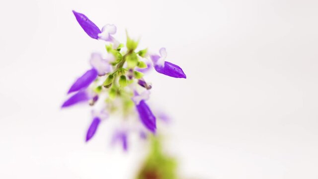 Macro video with selective focus on coleus flower on white background