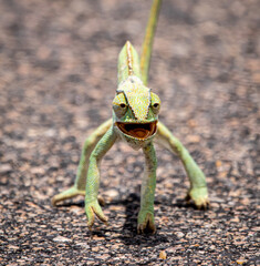 Flap necked chameleon