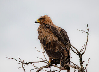 Tawny Eagle
