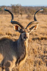 Greater Kudu male, standing on the open grasslands of Africa