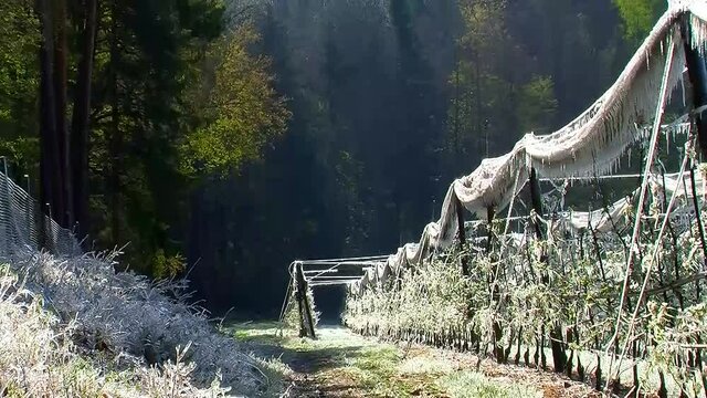 Eis und Eiszapfen in und rund um die Apfelplantage erzeugen einen archaiischen Eindruck (Frostberegnung sch&uuml;tzt die neuen Bl&uuml;ten vor dem Abfrieren durch Morgenfrost)  -Kamerazoomfahrt-