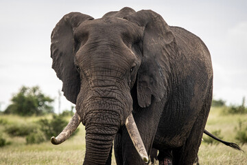 Fototapeta premium african elephant bull