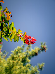 nature tree green flower red color background blue sky 