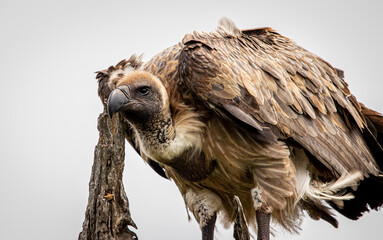 WHite backed vulture