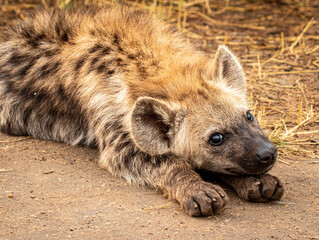 spotted hyena in the savannah