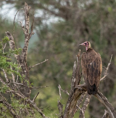 Hooded Vulture
