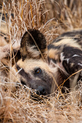 African Wild Dogs resting in the grasslands of the Kruger National Park, South Africa