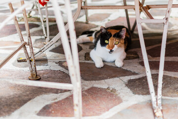 Gato bajo una mesa en el verano
