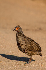 Swainson's Spurfowl walking across a dust road in the Kruger National Park