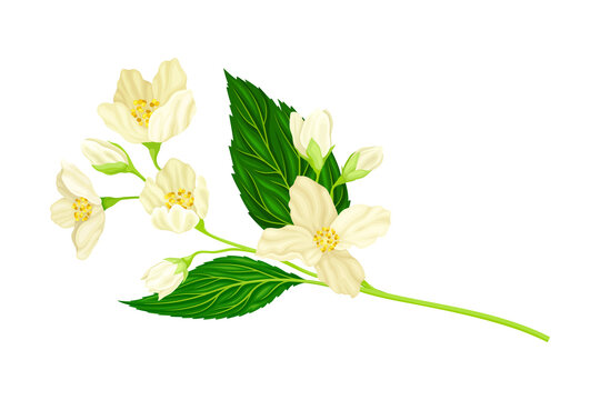 Jasmine Plant Specie on Stem with White Fragrant Flowers Closeup View Vector Illustration