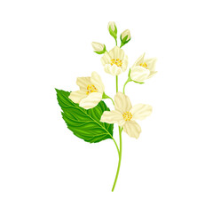Jasmine Plant Specie on Stem with White Fragrant Flowers Closeup View Vector Illustration