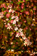Spring Flowers , Daisy, Cherry Blossoms , Purple flower