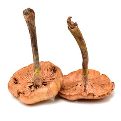 Hazel mushroom on white background 