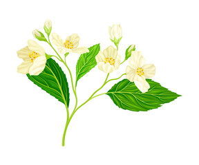 Branch of White Jasmine Fragrant Flowers on Stem with Green Leaves Closeup View Vector Illustration