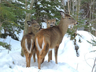 deer in the snow