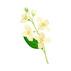 Fototapeta na wymiar Branch of White Jasmine Fragrant Flowers on Stem with Green Leaves Closeup View Vector Illustration
