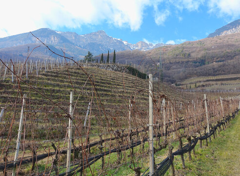 Vineyard in south tirol in wintertime in the valley of the eisack