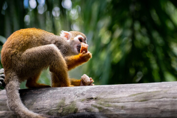 Mono ardilla comiendo fruta