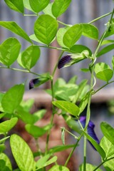 Obraz premium green leaves background