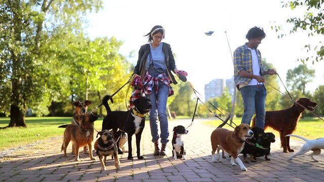 Slow motion footage of Professional Dog Walker in park with many different Dogs 