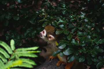 Mono escondido entre los arbustos