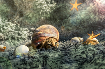 Funny cat inside a sea snail with starfish in the background