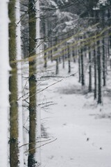 Landscape photo of snow on forest trees in winter