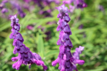 purple flowers