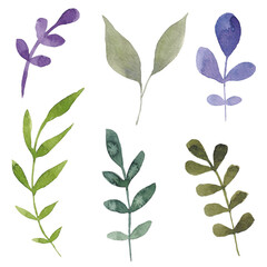 Paint set of hand-drawn watercolor green and violet leaves on a white background. Use for menus, invitations, wedding