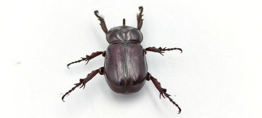 beetle isolated on white