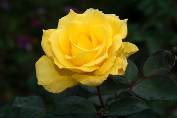 backdrop, background, beautiful, beauty, bloom, blooming, blossom, blue, branch, bright, bunch, carpet, environment, flora, floral, flower, fresh, garden, golden, golden tree, happy, image, isolated, 