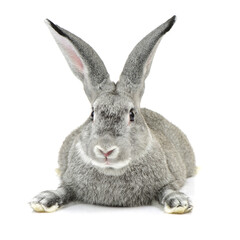 grey rabbit on a white background