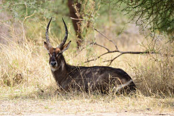 Wasserbock im Tarangire-Nationalpark in Tansania