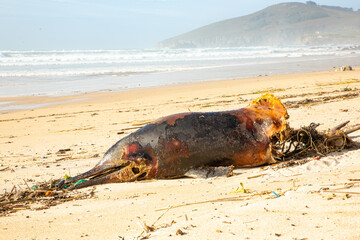 Un delfín muerto es encontrado en la arena de la playa rodeado de plásticos y basura
