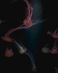 jellyfish in the water