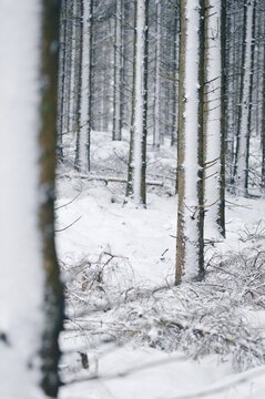 Landscape photo of snow on forest trees in winter