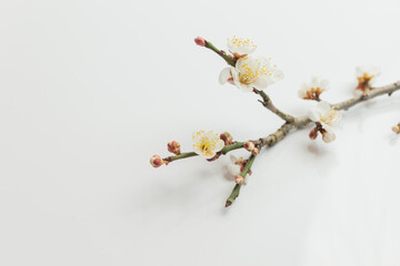 満開の梅の花