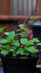 mint leaves plants thrive in a garden