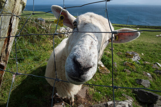 Lil Sheepy