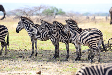 Fototapeta na wymiar Zebraherde im Tarangire-Nationalpark in Tansania